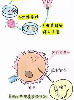 试管移植前可以吃益母草调节吗？